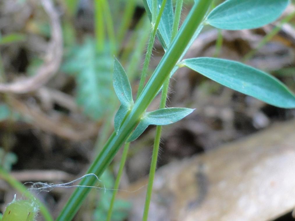 Lathyrus linifolius / Cicerchia a foglie di lino